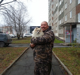 Померанский шпиц Померанский шпиц
